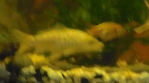 Карп кои в аквариуме, аквариумные рыбки