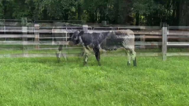 Lot 90 Promised Land Sambo S392 смотреть онлайн