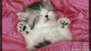 Котики под песню киса мяу мяу киса мур мур