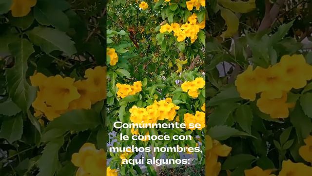 Tecoma stans o tronadora - Familia Bignoniaceae смотреть онлайн