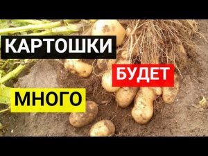 Как повысить урожай картофеля в 2 раза_ Картофель будет крупным и вкусным