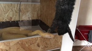 Кормление тигрового питона. Python molurus