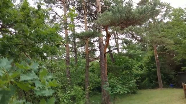 Поиск пфеннигов и центов. Одна мелочь, где же золото?! Золотой Трофей! Коп в Германии! смотреть онлайн