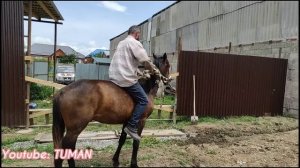 Чечня обьездка жеребца.