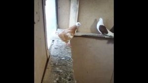 Поймали голубя!