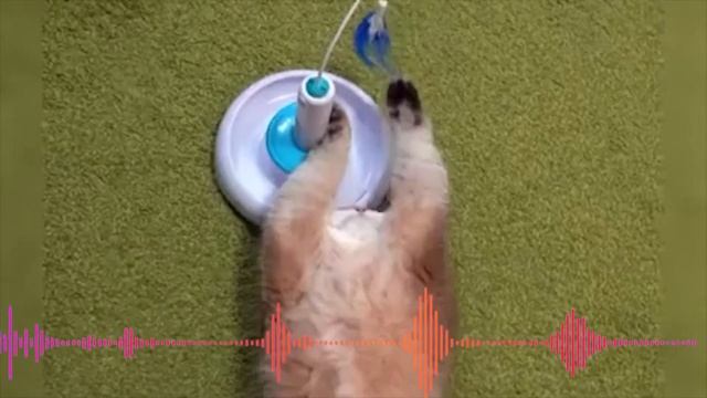 Рыжий кот   Песенка для детей   Смешные коты  Маленький котик -    Тепленький животик
