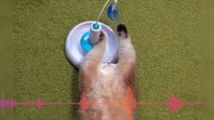 Рыжий кот Песенка для детей Смешные коты Маленький котик - Тепленький животик