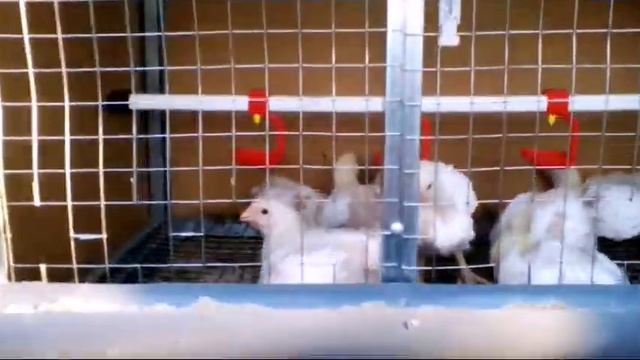 Vlog отдыхаем на даче курочки,сериал даёшь молодёж смотреть онлайн