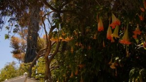 Brugmansia blossoms (Angel's Trumpet) - South Coast Botanical Gardens - Palos Verdes Peninsula, CA