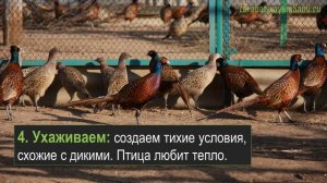 Разведение фазанов в домашних условиях как бизнес