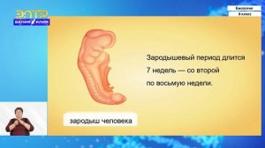 8-класс | Биология  | Размножение и развитие