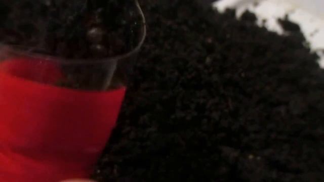 ВА7_Сколько коконов кидают 300 половозрелых Дендробен в месяц смотреть онлайн