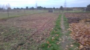 Листва в качестве мульчи. Опавшие листья в землю осенью. удобрение листвой. рыхление почвы