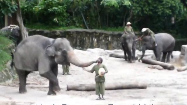 Шоу слонов в Сингапурском зоопарке - Elephants show in Singapure Zoo смотреть онлайн