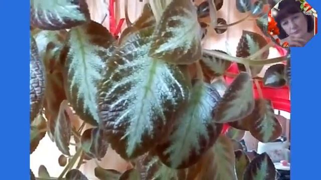 Моя красавица эписция.??? смотреть онлайн