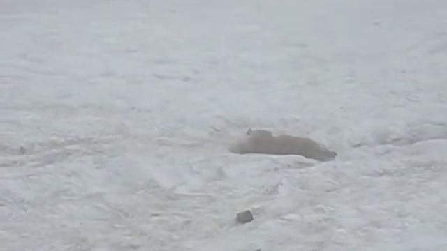 пёс на Ачишхо