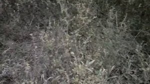 Вот где прячутся грибы Синеножки