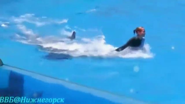 Касатка - это кит или дельфин? ?. Советую его посмотреть. Ника Ника. смотреть онлайн