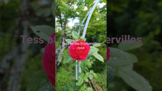 Tess of the D'urbervilles rose