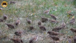VIDEO FOR CATS TO WATCH - Birds and Squirrels! CAT & DOG TV.