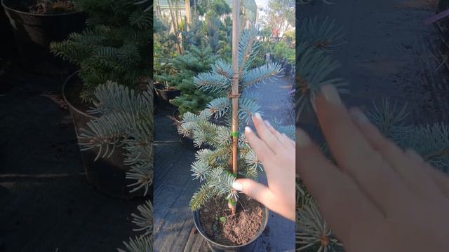 Знакомьтесь Ель Колючая Хото #хвойные #голубаяель #дача