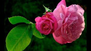 С днём рождения, Любовь Павловна!