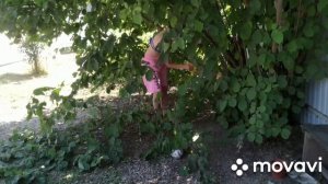 Лёгкая обрезка фундука около ворот