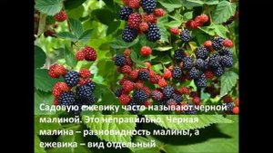 Видеоэкскурсия "Колючая, но вкусная (Ежевика)"