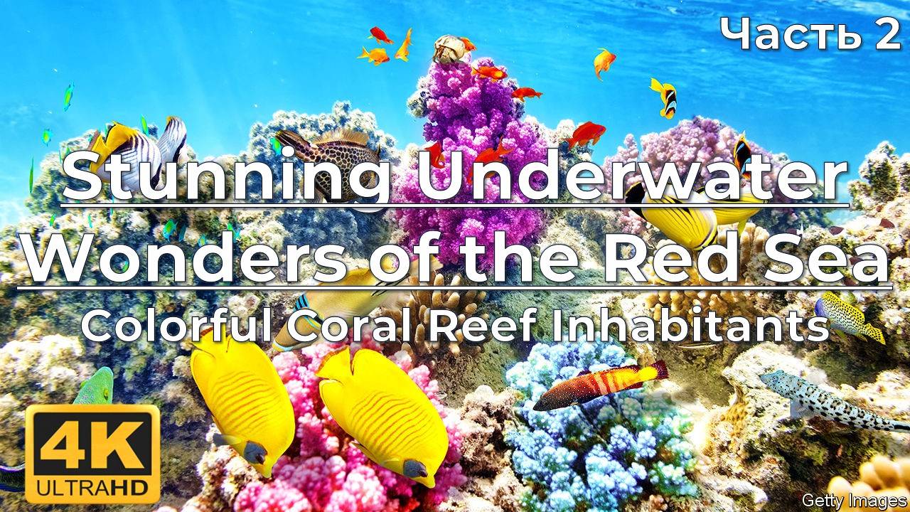 4K Stunning Underwater Wonders of the Red Sea - Colorful Coral Reef Inhabitants - 3 HOUR-2