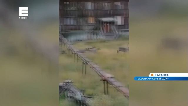 По улицам Хатанги промчалось огромное стадо оленей