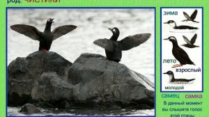 Чистик. Голоса птиц