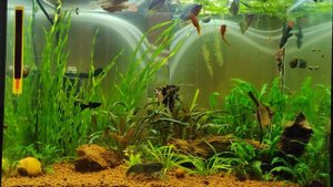 Мой аквариум 60 литров с жемчужными гурами и скаляриями 31 декабря 2021 года