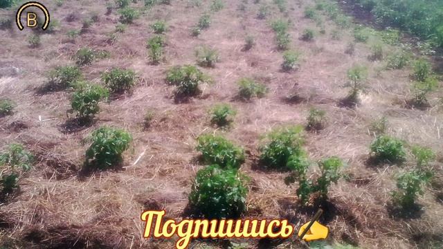 Картошка под сеном. Плюсы и Минусы. #картошка смотреть онлайн