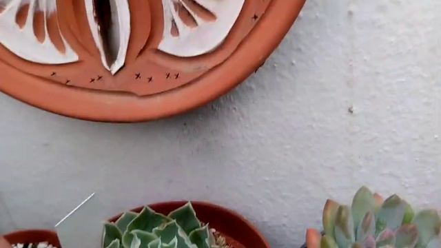 #reto.10SUCULENTAS AZULES смотреть онлайн