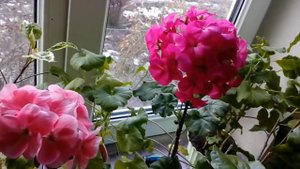 Пеларгония из семян Rafaella# домашние цветы# пеларгония
