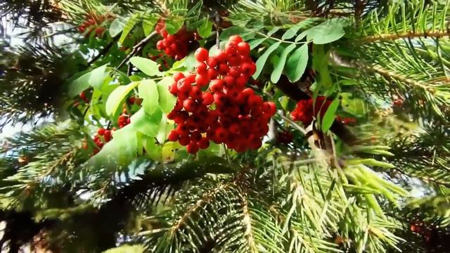 Новая презентация ель смотреть онлайн