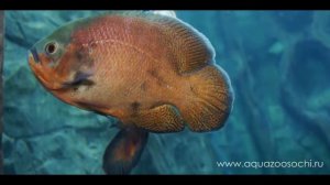 Гурами, Астронотусы & Арапаима