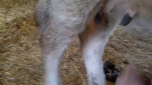 Процесс дОйки коров и как нужно правильно доить корову ???