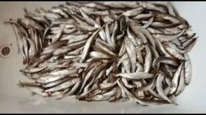 Вяленая корюшка зубатка, быстрого посола
