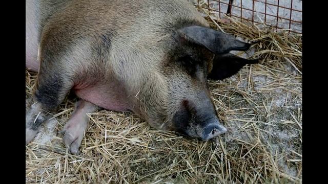 Сказка о св.Володе |Сказки_на_ночь | Приколы 2015 смотреть онлайн