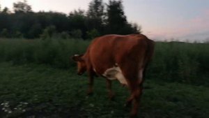 Есть ли доход от коровы в личном подсобном хозяйстве.