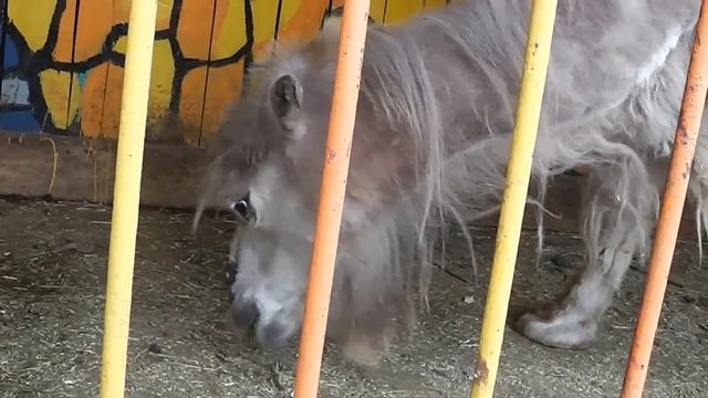 Зоопарк Атбасар 2016 г смотреть онлайн