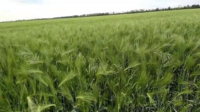 озимый ячмень 1.5 метра смотреть онлайн