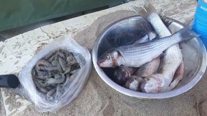 Креветка и пеленгас