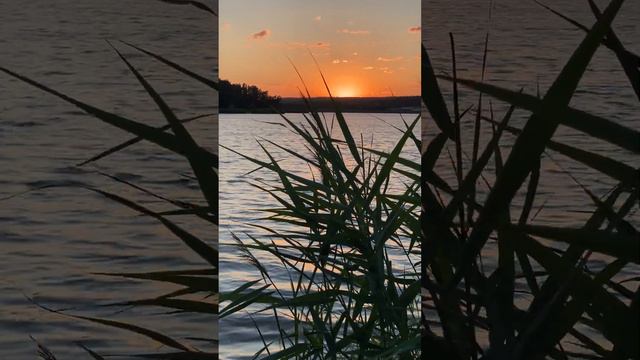 Stunning sunset along the lake with the wind gently cradling the reeds. #sunset #travel