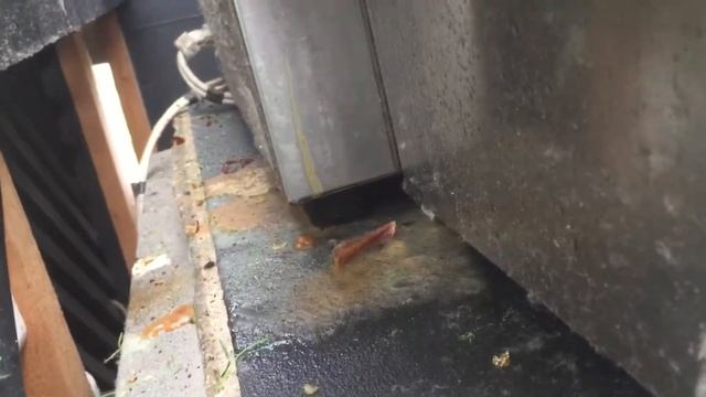 Антисанитария на кухне хипстеров Спб смотреть онлайн