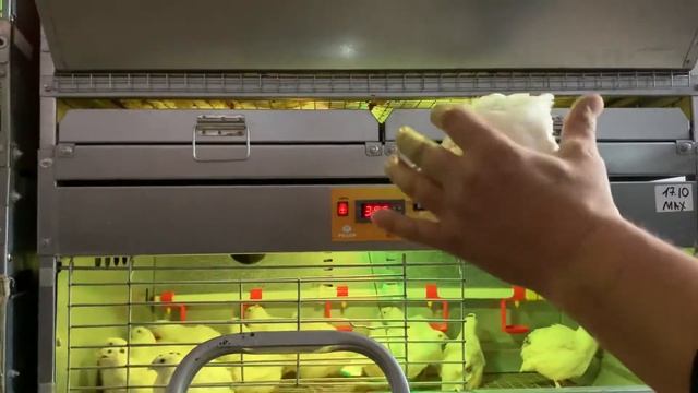 Вес в 25 дней техасский белый перепел