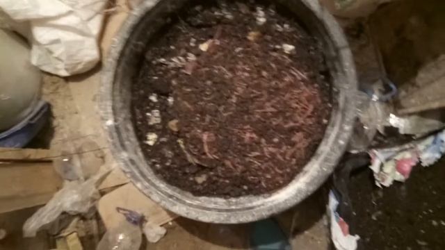 #дендробена день 127 |  дендробена венета дождевой червь как способ переработки органики