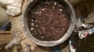 #дендробена день 127 |  дендробена венета дождевой червь как способ переработки органики