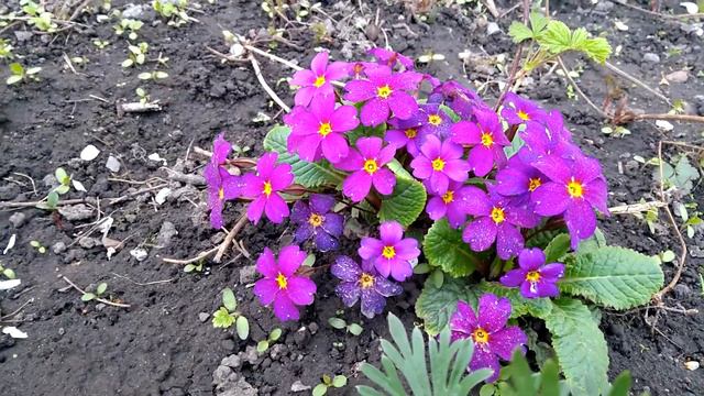 Примула смотреть онлайн